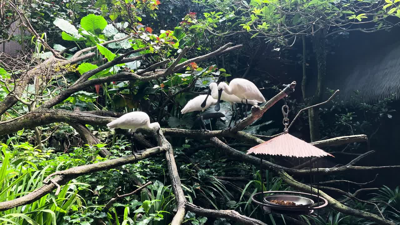 A Flock of Black Faced Spoonbill Perched on a Tree in the Zoo Wide Shot