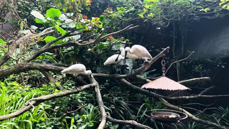 a flock of black faced spoonbill perched on a tree in the zoo wide shot