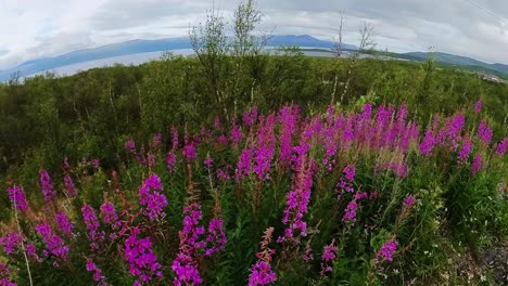 Pov-Geht-In-Schweden-An-Leuchtend-Lila-Wilden-Blumen-Vorbei