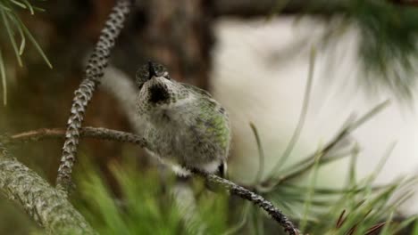 an agitated hummingbird looks around and flies away