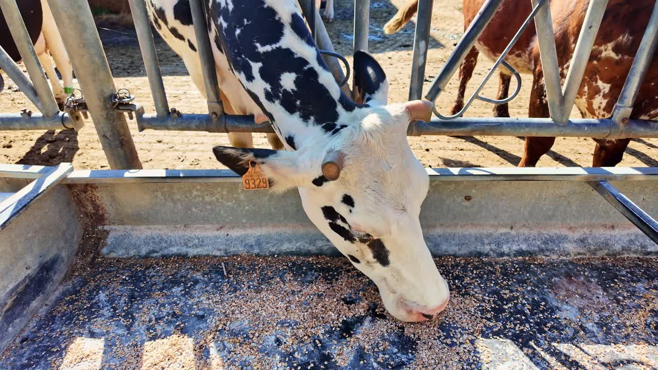 Dairy cow eating grain from trough on farm. Close-up