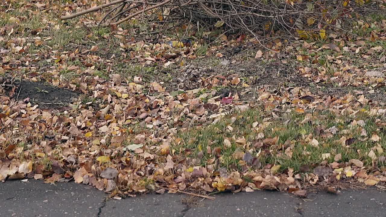 떨어진 잎은 녹색 잔디에 누워서 가 ⁇ 운 바람에 흔들립니다.