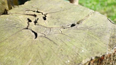 close-up of a weathered tree stump