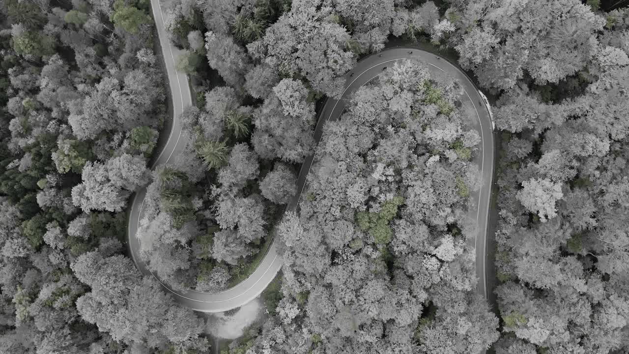 秋の森の曲がりくねった道 - 特別なカラーキーの追加コンセプト、グレースケールから始まり、緑、黄色、最後に赤の色を追加 - 紅葉の発展のコンセプト