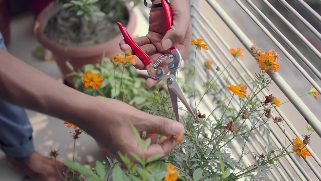 Person Pruning Dead Flowers from Potted Plant on Balcony