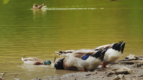 patos alimentándose en la orilla del agua