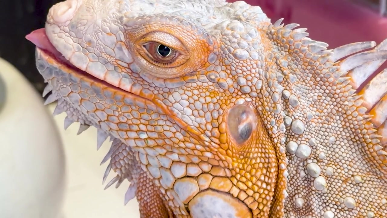 Extreme close-up of an orange iguana's head showing intricate scale textures and eye.