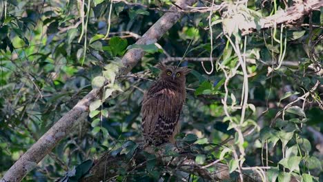 The-Buffy-Fish-Owl-is-a-big-owl-and-yet-the-smallest-among-the-four-Fish-Owls