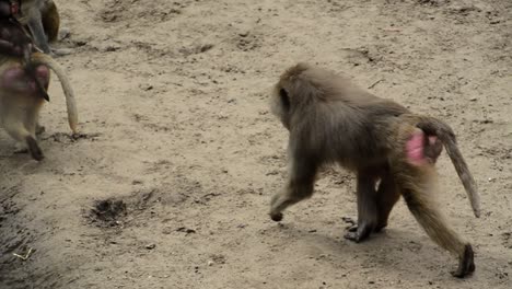 Baboon-baby-on-mom's-back