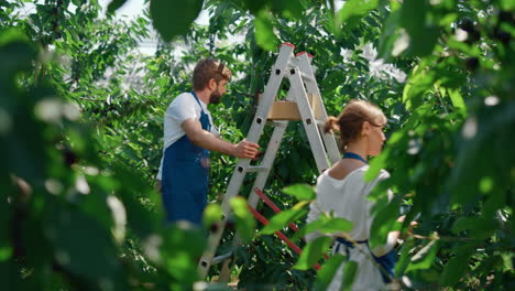 Agribusiness-partners-cultivating-food-in-green-orchard-collecting-data-concept