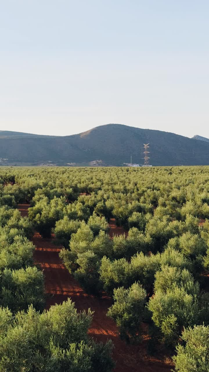 Paesaggio di uliveto
