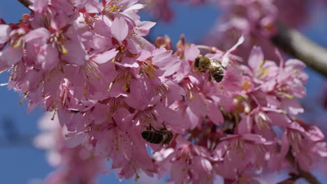 makro-nahaufnahme vieler wildbienen, die an sonnigen tagen vor blauem himmel pollen von rosa blüten sammeln