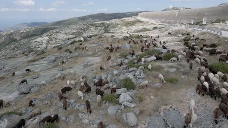 rebaño de cabras camina cerca de las paredes de serra da estrela