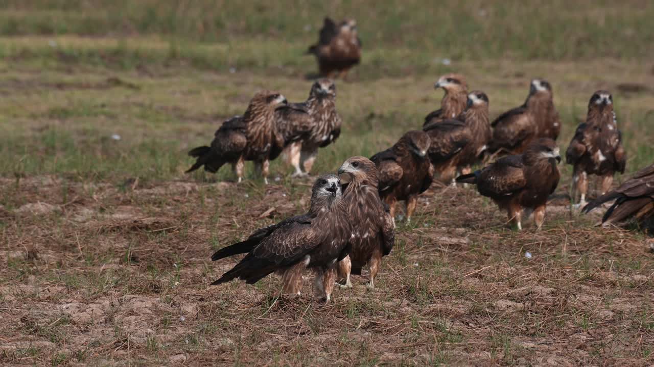 Kites fighting over the scattered meat in the field on the right side of the frame, Black-eared kite milvus lineatus
