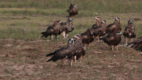 kites fighting over the scattered meat in the field on the right side of the frame, black-eared kite milvus lineatus