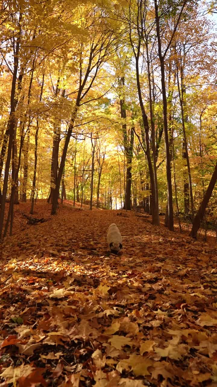 Pug Dog Walking in a Beautiful Autumn Forest
