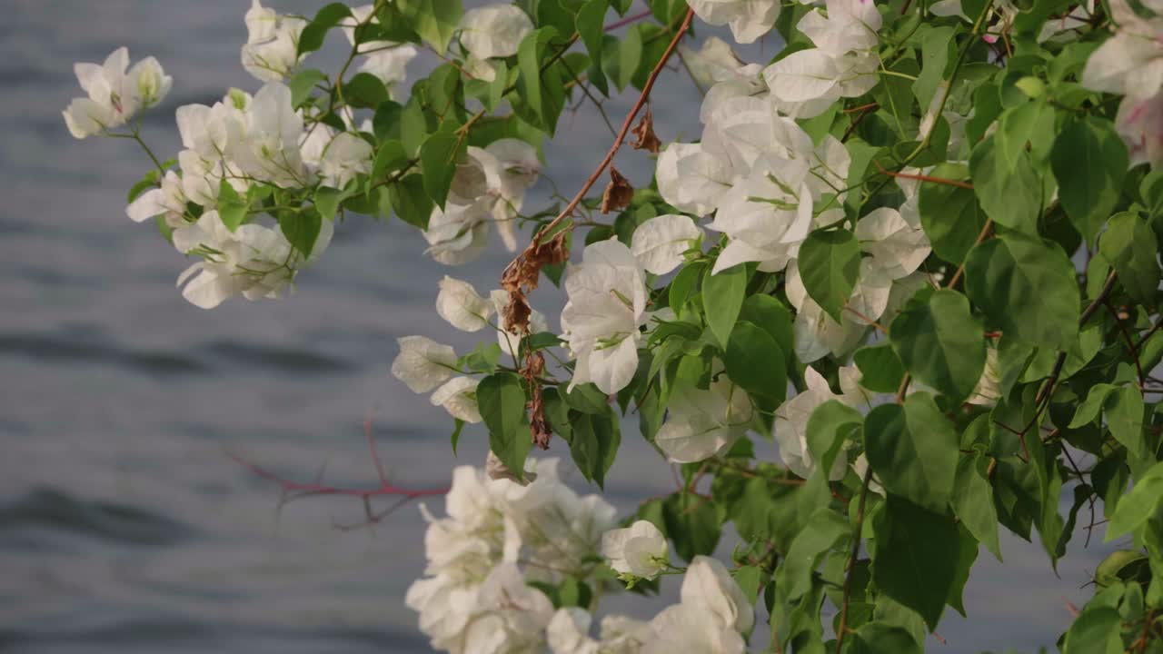 White Flowers With Green Leaves Blowing In The Wind With Blue Water In The Background. Pedestal Down.
