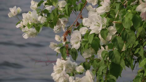 white flowers with green leaves blowing in the wind with blue water in the background. pedestal down.
