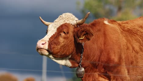 Cabeza-De-Vaca-De-Primer-Plano---Ganado-Lechero-En-La-Granja