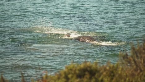 Male-Elephant-Seal-Bull-Pair-Fight-Grapple-for-Ownership-of-Breeding-Area