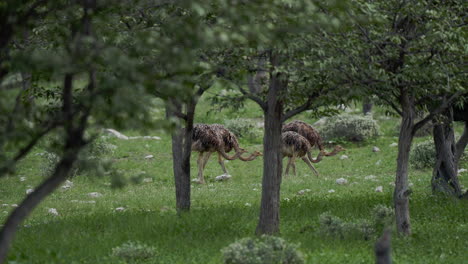 ostriches in a grassy area with trees