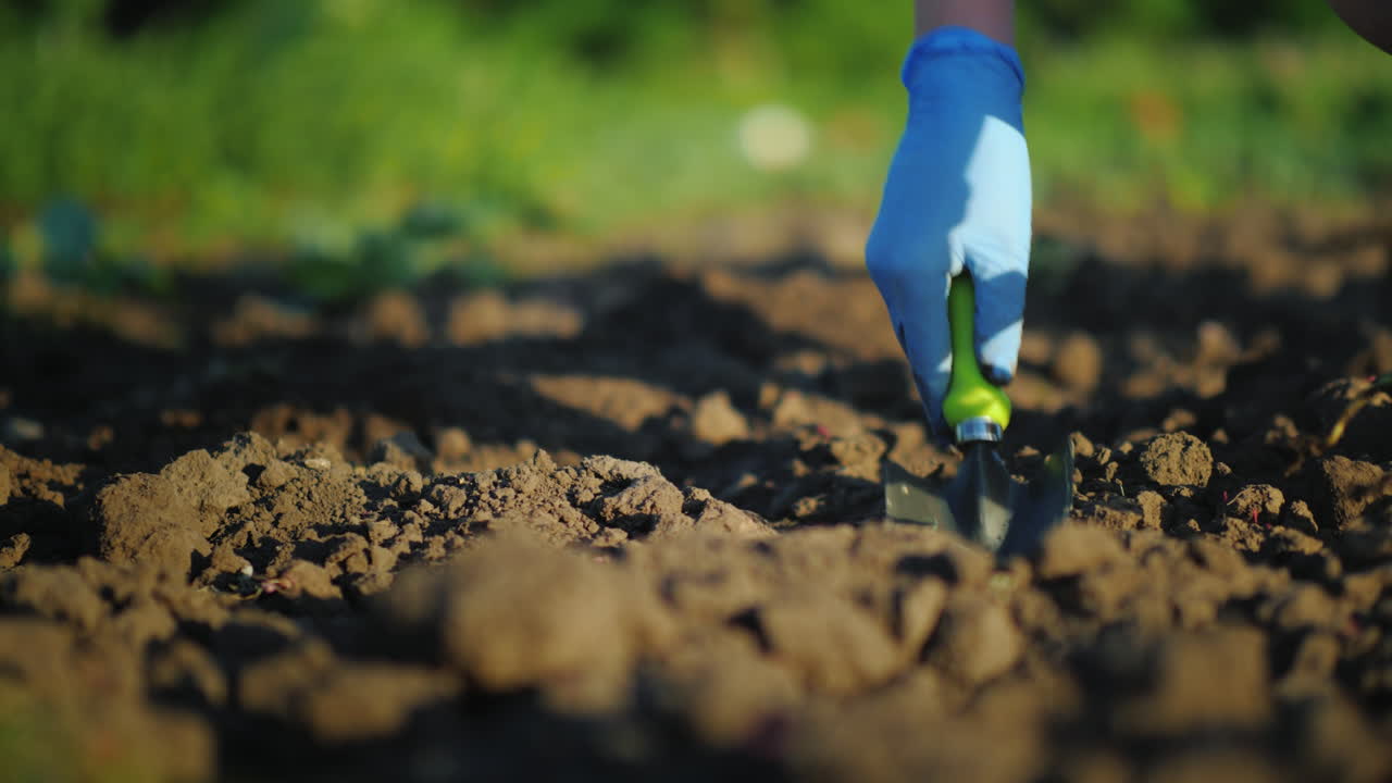 una mujer planta un trabajo de plántulas de repollo en el concepto de granja video 4k