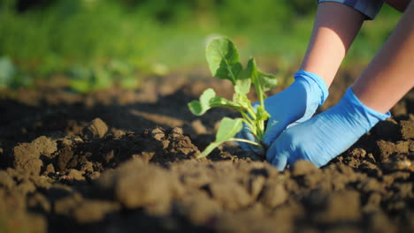 a woman plants a cabbage seedling work on the farm concept 4k video