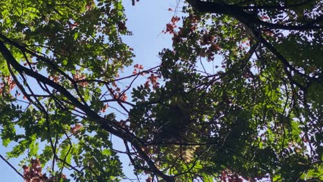 Fighting-between-magpie-and-dove--pigeon--for-egg