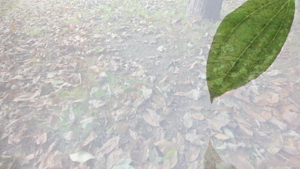 Green leaf overlaying fallen leaves covering ground in animation scene
