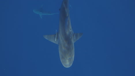 Topdown-view-of-bull-shark-swimming-and-distant-sharks-in-the-deep-Florida-blue-water