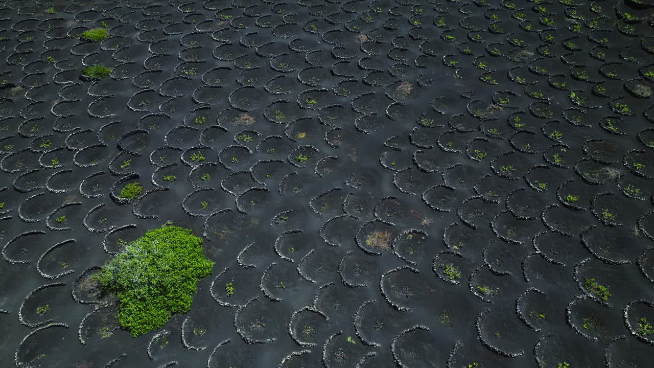 Aerial view of La Geria vineyard in Lanzarote, Canary Islands. Grapevines planted in circular volcanic pits on black lava soil, unique wine-growing landscape