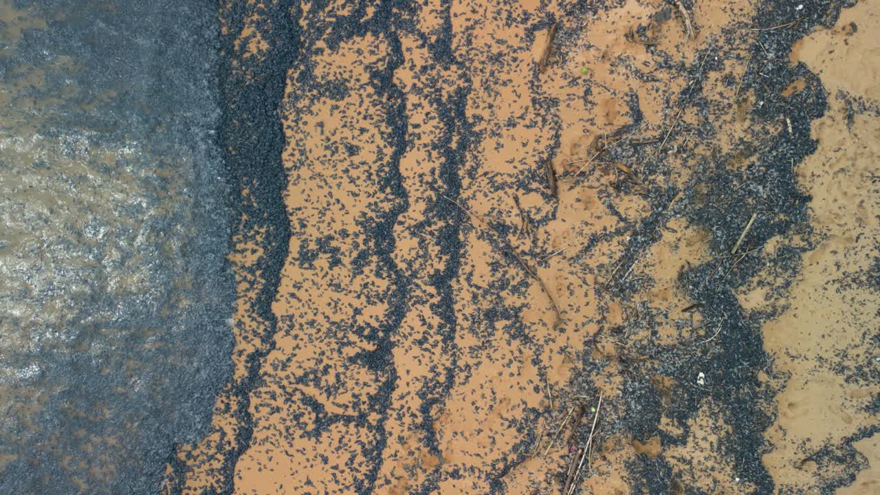 Multiple images showing a large colony of velella velella. Also known as by the wind sailor. Washed ashore on a sandy beach. Creating a striking visual of the impact of climate change on marine life
