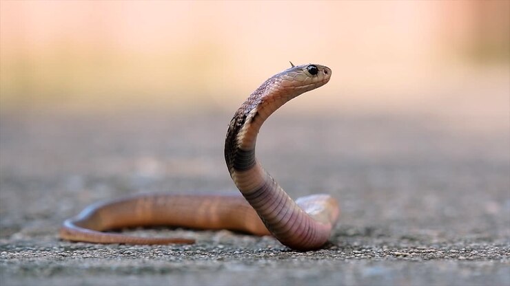 A medium-sized cobra with a thin body compared to other cobras