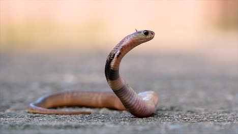 a medium-sized cobra with a thin body compared to other cobras