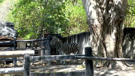cebras que se mueven en un recinto del zoológico