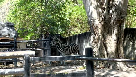 zebra moving in a zoo enclosure