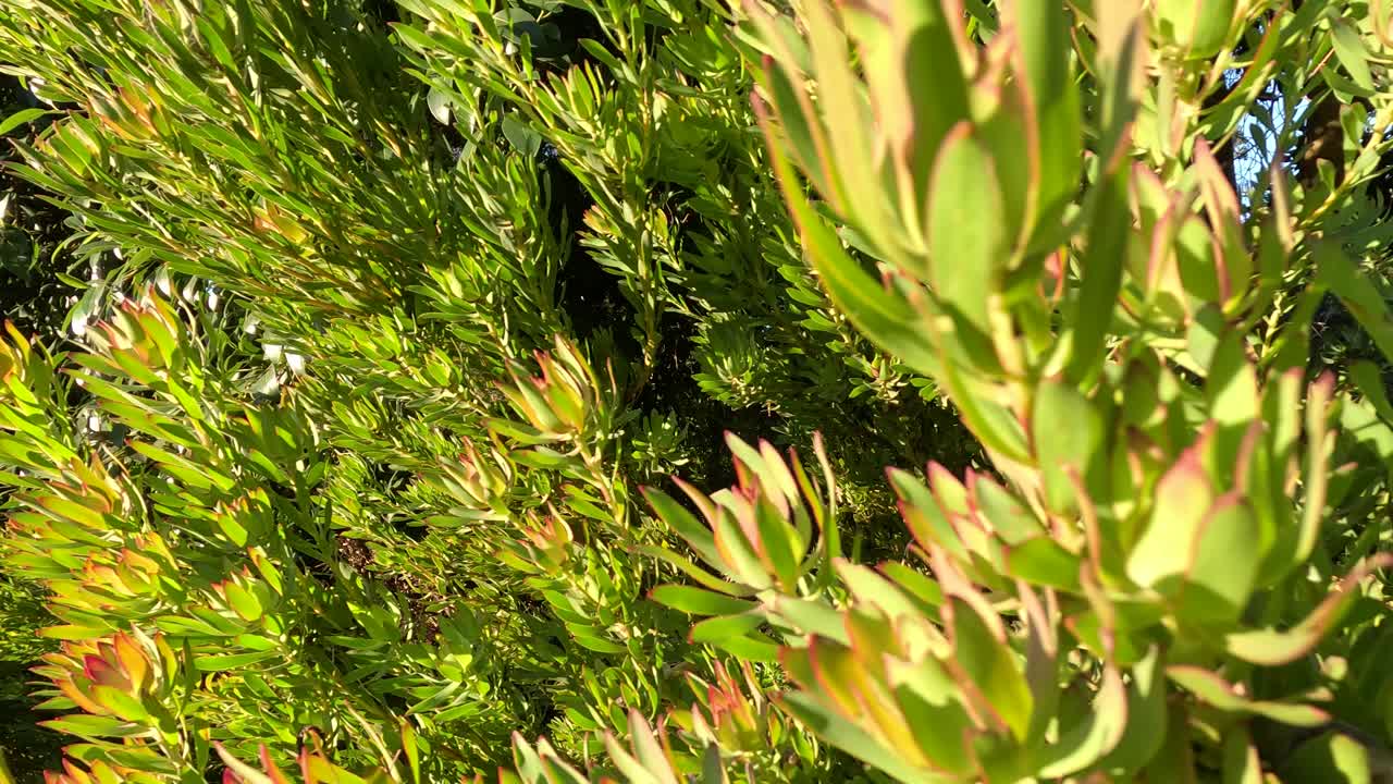 빛에 흔들리는 활기찬 식물