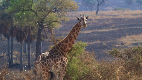 Eine-Grasende-Giraffe-Blickt-Zurück-In-Die-Kamera