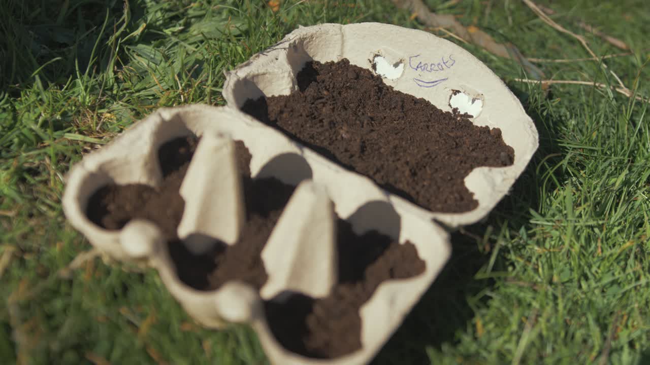 Carrot seeds planted in egg carton filled with compost