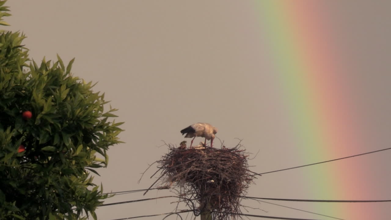 cigüeña protegiendo a sus crías de la lluvia, en el nido en la parte superior de un poste eléctrico de madera, con un arco iris en el fondo