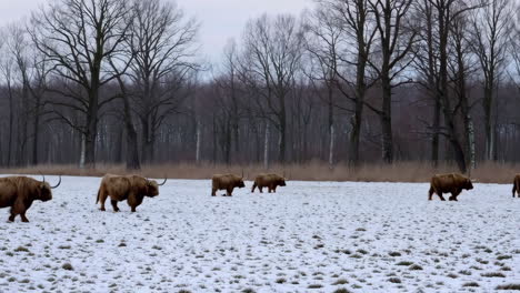 highland cattle in a snowy winter field