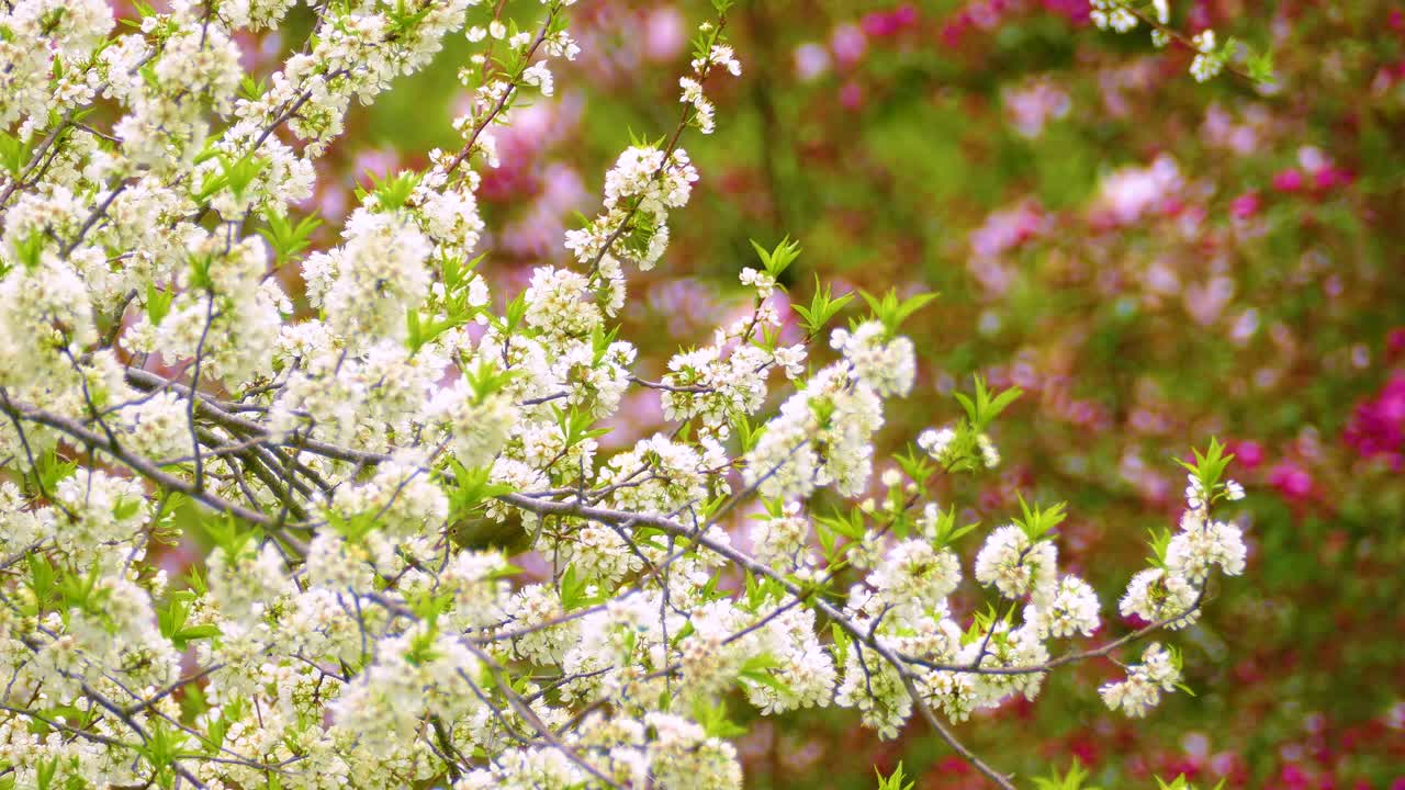 Curious Tennessee Warbler, Philadelphia Vireo, Warbling Vireo, or Red-eyed Vireo perched on blooming branches in spring, surrounded by vibrant blossoms and fresh greenery.