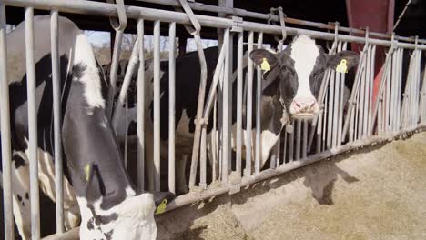 cows feeding process on modern farm