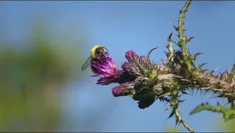 la abeja en el pantano la flor del cardo en un día soleado
