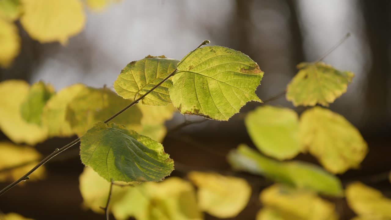 가을에 나무에 푸른 잎이 햇빛에 의해 빛난다