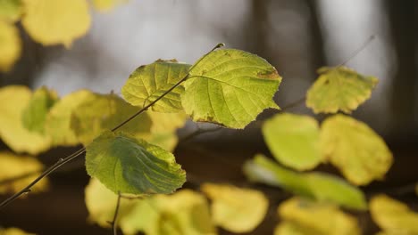 Hojas-Verdes-En-Un-árbol-En-Otoño,-Iluminadas-Por-El-Sol