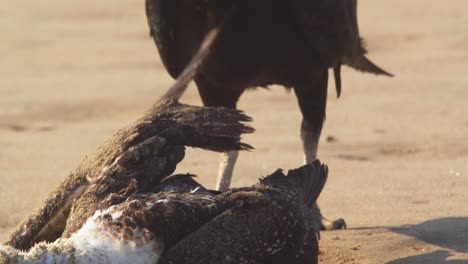 black headed vulture feeding on a carcass of peruvian booby picking spots to tear into the dead bird