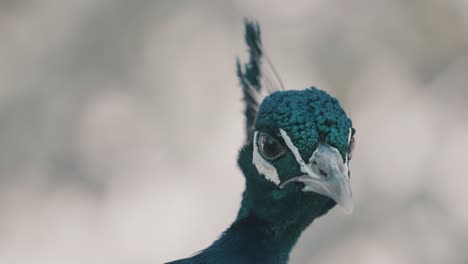 male peafowl headshot with shallow background. close up