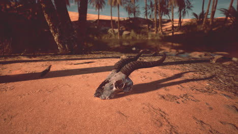 a skull in the desert