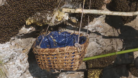 Drone-shot-of-Mad-Honey-hunting-extraction-in-Nepal,-a-basket-surrounded-by-angry-bees-highlights-a-honey-hunter's-risky-job,-Captures-the-intense-and-hazardous-nature-of-traditional-honey-harvesting